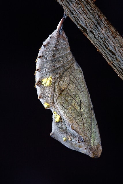 chrysalis, macro, close up