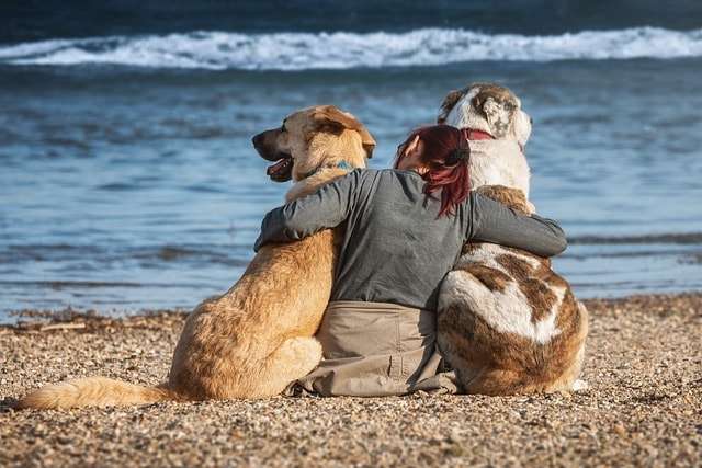 dogs, friends, trust