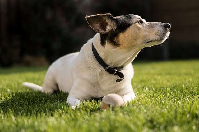 animal, dog, jack russel